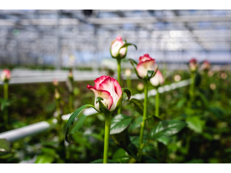 Ekokultura: pewna droga do wysokiej jakości plonów dla Polskich producentów kwiatów
