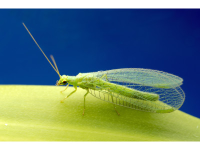 Produkcja entomofagów: nowy kierunek w ochronie roślin