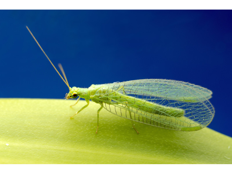 Produkcja entomofagów: nowy kierunek w ochronie roślin